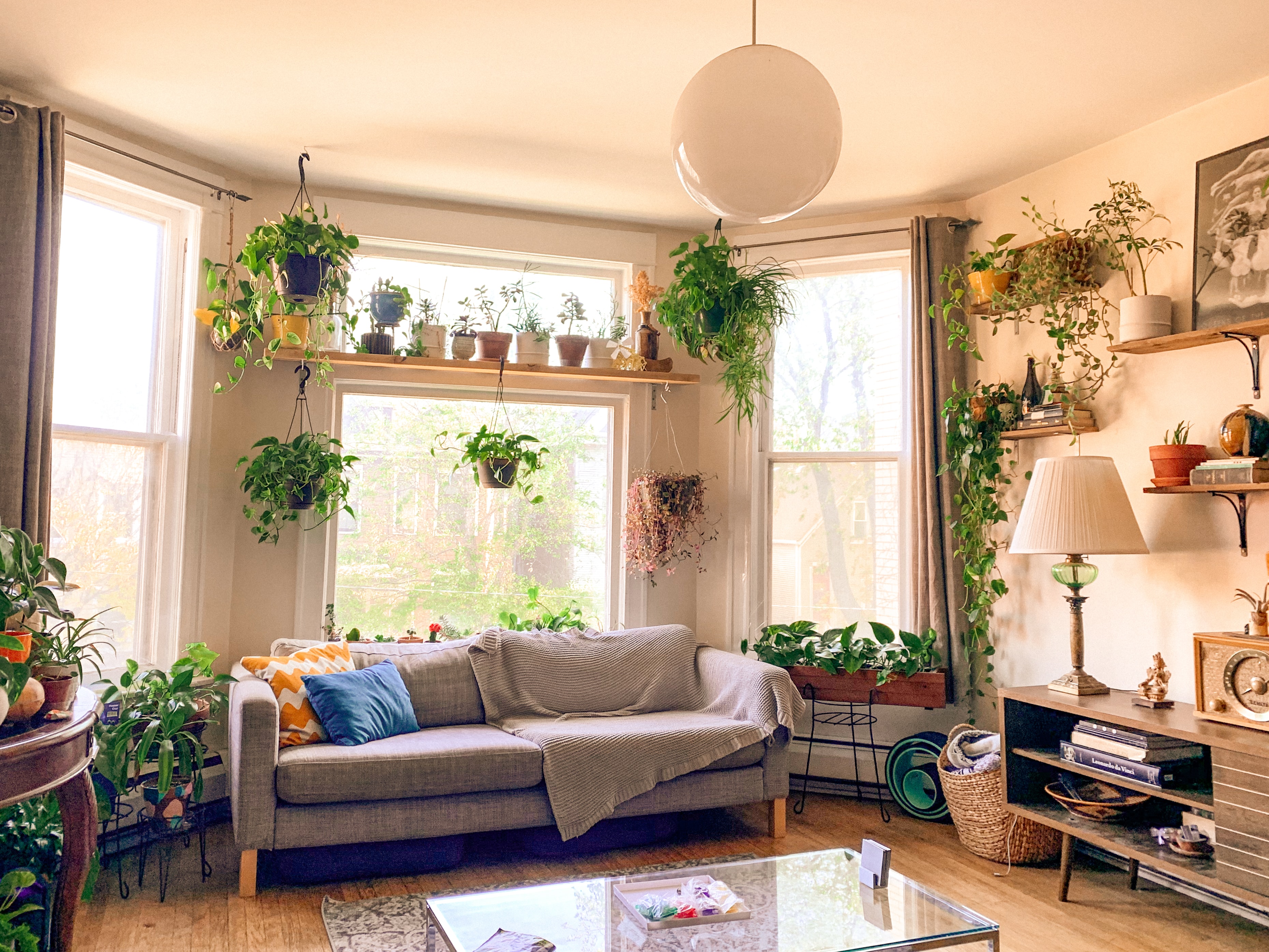 Las plantas de interior que necesitas para tu hogar